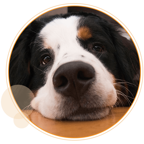 closeup of large brown dogs face