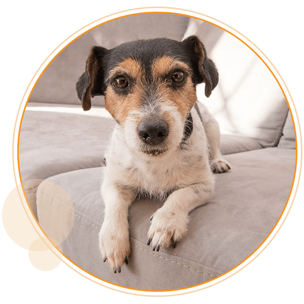 jack russel terrier on couch