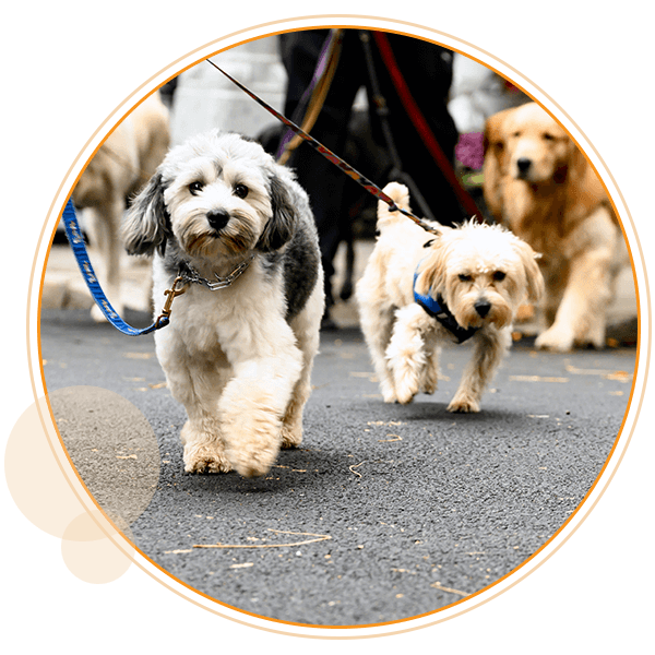 Albany, NY - Empire Pets- Dog Walking and Pet Sitting Services