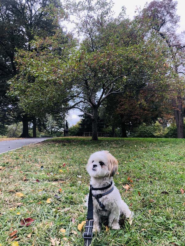 client's dog on a walk