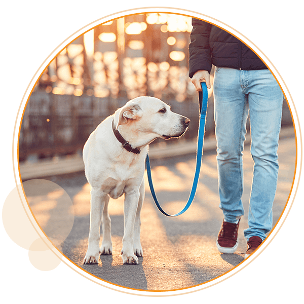man walking dog on bridge